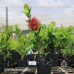 Callistemon Macarthur -Garden Plant Store macarthur tubestock