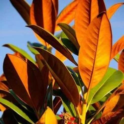 Magnolia Little Gem 14 Magnolia Little Gem -Garden Plant Store magnolia 500 2