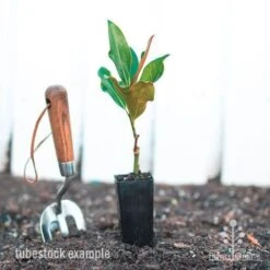 Magnolia Little Gem 15 Magnolia Little Gem -Garden Plant Store magnolia little gem tube