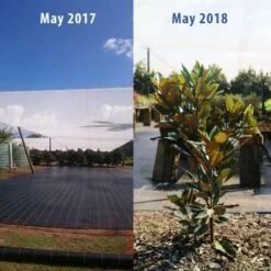 Magnolia Little Gem 22 Magnolia Little Gem -Garden Plant Store magnolia tubestock growth 1 year