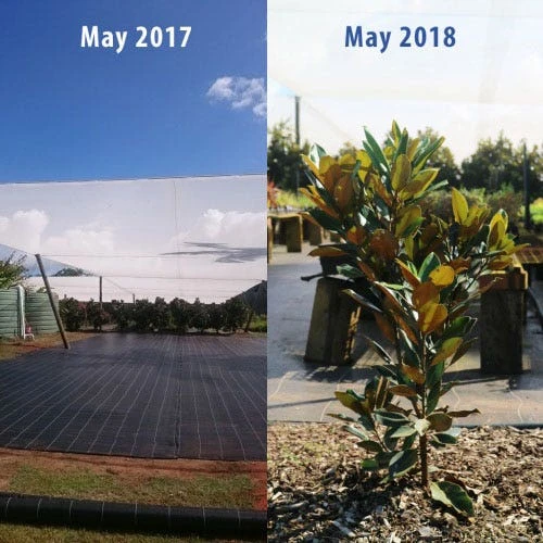 Magnolia Little Gem 11 Magnolia Little Gem - Image 11