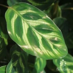 Calathea Makoyana - Peacock Plant -Garden Plant Store makoyana gold