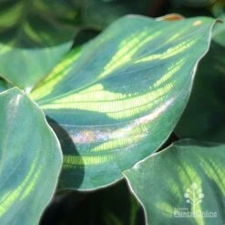Calathea Makoyana - Peacock Plant -Garden Plant Store makoyana shimmer