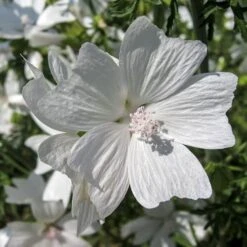 Musk Mallow - Seed -Garden Plant Store mallow white