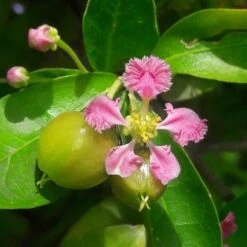 Malpighia Pixie - Acerola -Garden Plant Store malpighia flower fruit