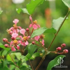 Malpighia Pixie - Acerola -Garden Plant Store malpighia pixie flowers