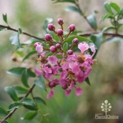 Malpighia Pixie - Acerola -Garden Plant Store malpighia pixie nursery