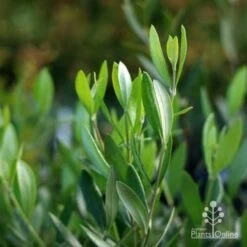 Olive Manzanillo -Garden Plant Store manzanillo tube