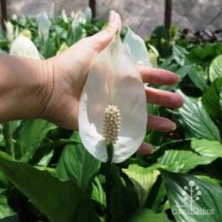 Spathiphyllum Maracay - Peace Lily