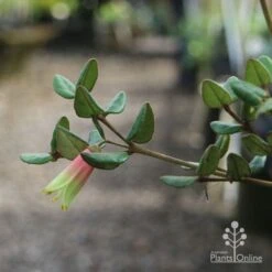 Correa Marian's Marvel -Garden Plant Store marian img 0924