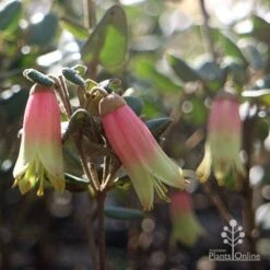 Correa Marian's Marvel -Garden Plant Store marian marvel flowers