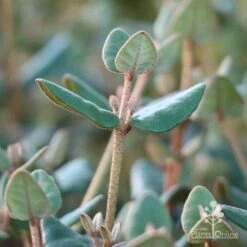 Correa Marian's Marvel -Garden Plant Store marians marvel foliage 1