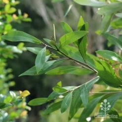 Grevillea Orange Marmalade -Garden Plant Store marmalade foliage