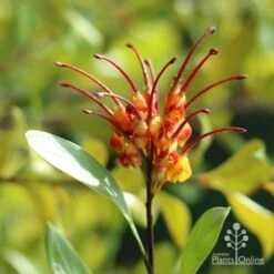 Grevillea Orange Marmalade -Garden Plant Store marmalade grevillea