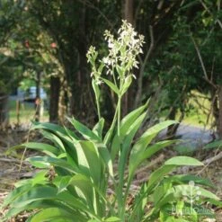 Matapouri Bay - Arthropodium -Garden Plant Store matapouri bay backlit