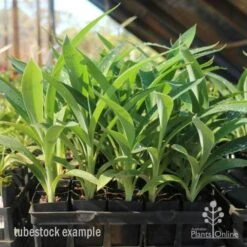 Matapouri Bay - Arthropodium -Garden Plant Store matapouri bay tubestock