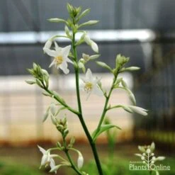 Matapouri Bay - Arthropodium -Garden Plant Store matapouri flower 1