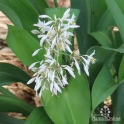 Matapouri Bay - Arthropodium -Garden Plant Store matapouri flowers in nursery 1