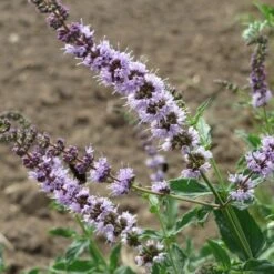Mint - Seed 5 Mint - Seed -Garden Plant Store mentha spicata flowers