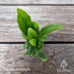 Microsorum Green Flame Fern -Garden Plant Store microsorum green flame 2