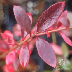 Blueberry Misty -Garden Plant Store misty blueberry autumn colour