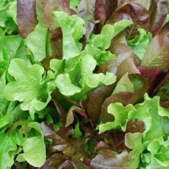 Lettuce Mixed Salad Leaves - Seed 5 Lettuce Mixed Salad Leaves - Seed -Garden Plant Store mixed salad leaves 1