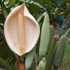Monstera Deliciosa - Fruit Salad Plant, Swiss Cheese -Garden Plant Store monstera flowers and fruit 500