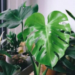 Monstera Deliciosa - Fruit Salad Plant, Swiss Cheese -Garden Plant Store monstera leaf perfect
