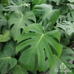Monstera Deliciosa - Fruit Salad Plant, Swiss Cheese -Garden Plant Store monstera plants 1