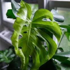 Monstera Deliciosa - Fruit Salad Plant, Swiss Cheese -Garden Plant Store monstera new leaf unfurling