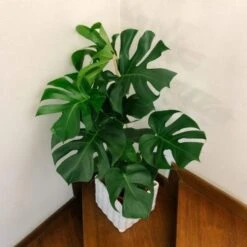 Monstera Deliciosa - Fruit Salad Plant, Swiss Cheese -Garden Plant Store monstera staircase