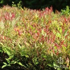 Nandina Moonbay -Garden Plant Store moonbay mass