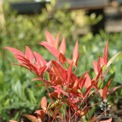 Nandina Moonbay -Garden Plant Store moonbay winter colour