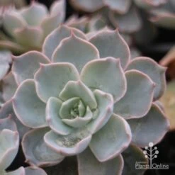 Echeveria Morning Beauty - Succulent -Garden Plant Store morning beauty leaf 500