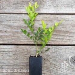 Murraya Sweet Privacy 17 Murraya Sweet Privacy -Garden Plant Store murraya sweet privacy 1