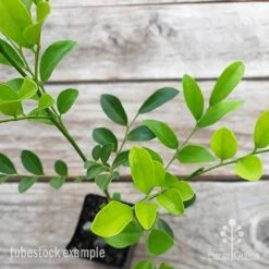 Murraya Sweet Privacy 13 Murraya Sweet Privacy -Garden Plant Store murraya sweet privacy 2