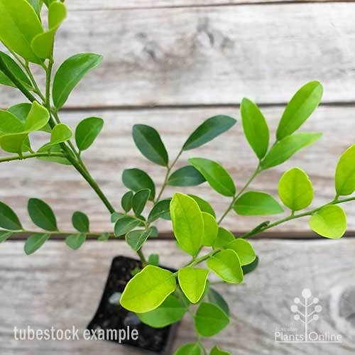 Murraya Sweet Privacy 4 Murraya Sweet Privacy - Image 4