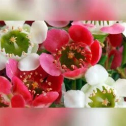 Garden Plant Store -Garden Plant Store my sweet16 flower