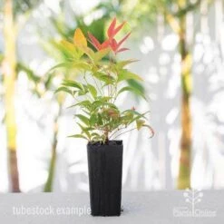 Nandina BLUSH­ -Garden Plant Store nandina blush tube