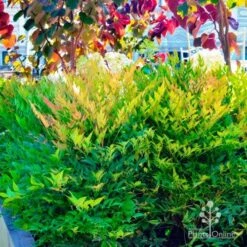 Nandina Moonbay -Garden Plant Store nandina moonbay