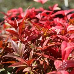 Nandina Obsession -Garden Plant Store nandina obsession foliage colour