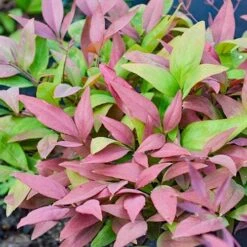 Nandina BLUSH­ -Garden Plant Store nandina blush