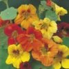 Nasturtium Trailing Mix - Seed