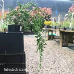 Cupressocyparis Naylors Blue - Leyland Cypress -Garden Plant Store naylors blue tubestock