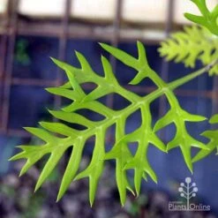 Grevillea Ned Kelly 17 Grevillea Ned Kelly -Garden Plant Store ned kelly img 8560