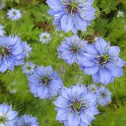 Nigella Miss Jekyll - Love In A Mist - Seed -Garden Plant Store nigella group