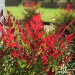 Nandina Obsession -Garden Plant Store obsession backlit 1
