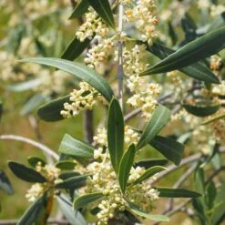 Olive Helena -Garden Plant Store olive blossom stem 3