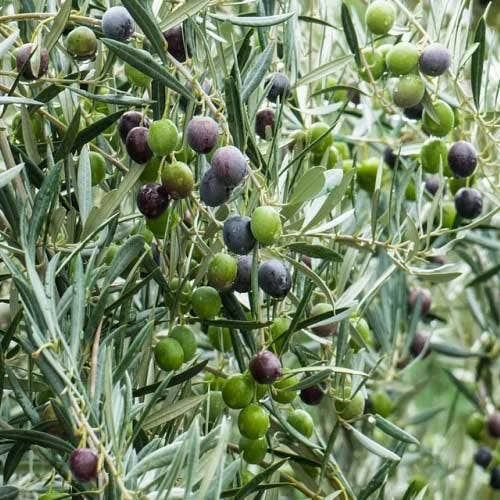 Olive Kalamata 2 Olive Kalamata - Image 2