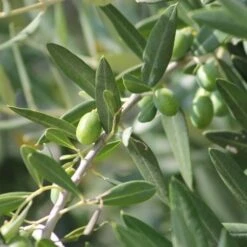 Olive Manzanillo -Garden Plant Store olive tree 500 1